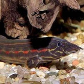 Mastacembelus Erythrotaenia